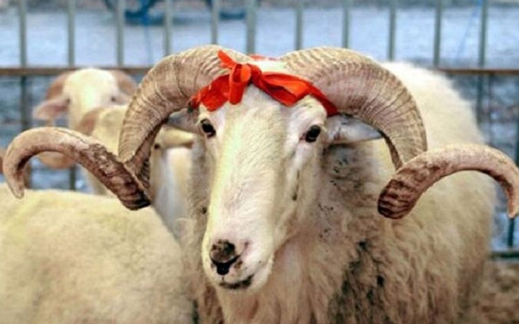 “Sumqayıt” “qara zolaq”dan çıxmaq üçün 2 qurban kəsdi